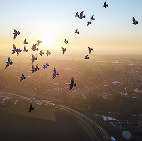 Vibez Factory - Luchtfilm Zeeland